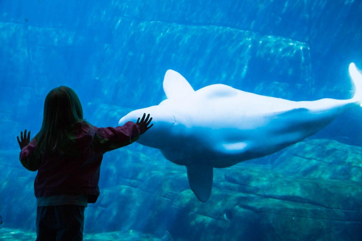 A girl admires a beluga whale at the Vancouver Aquarium, Canada - © Hannamariah / Shutterstock