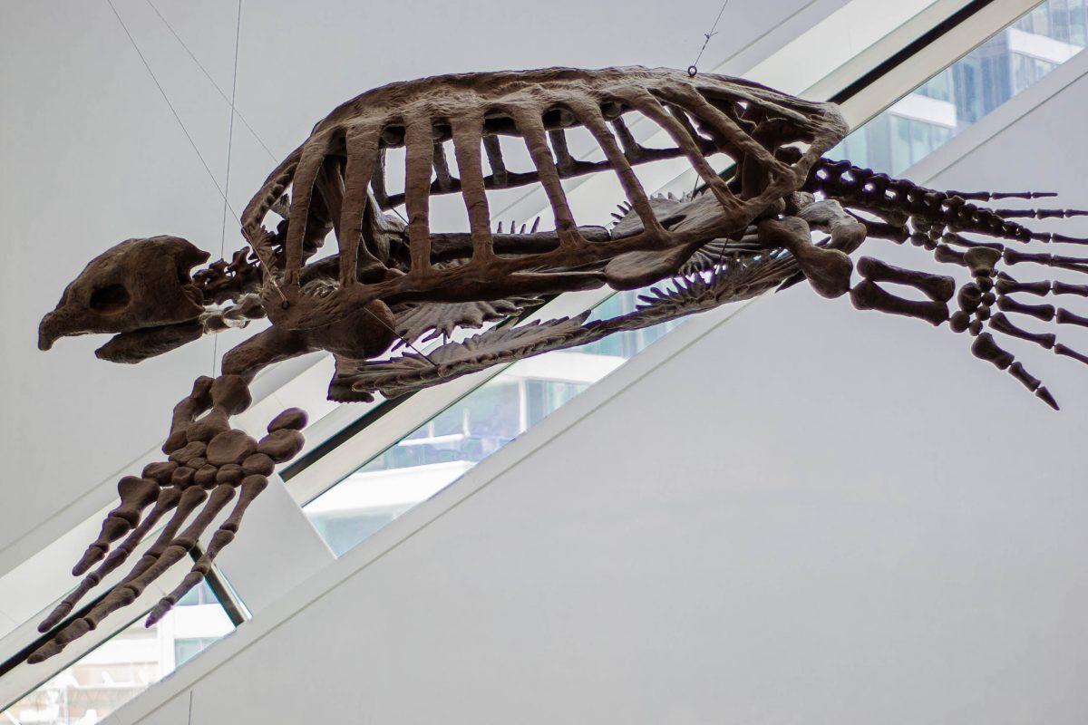 Skeleton of a prehistoric giant tortoise at the Royal Ontario Museum in Toronto, Canada - © James Camel / franks-travelbox
