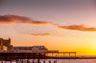 A murmuration of starlings in Aberystwyth