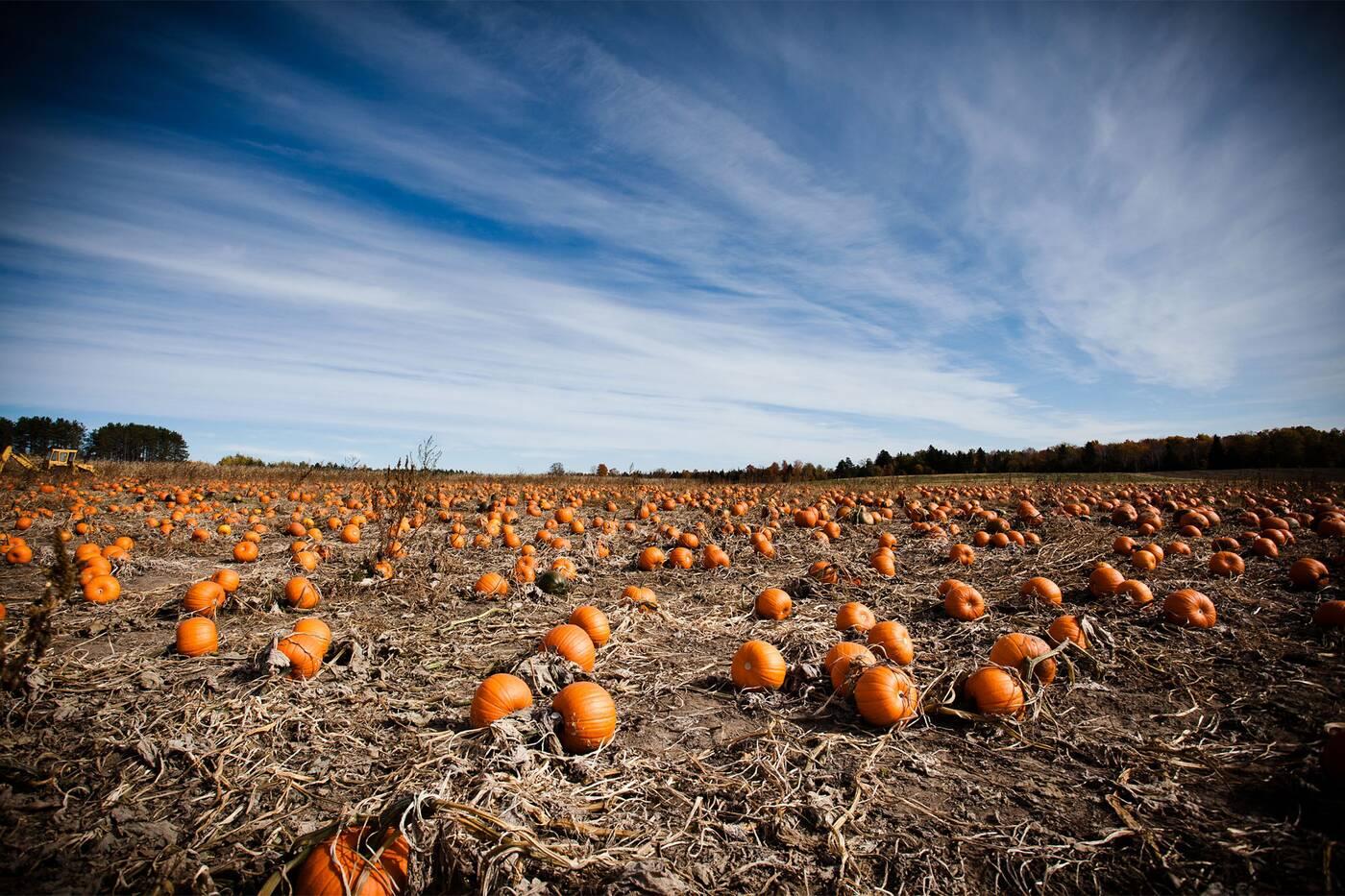 pumpkin patch toronto